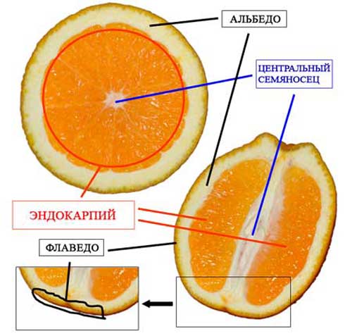 Альбедо